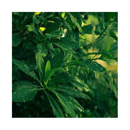 CM - Spray Home 500ml. Tea and Lemongrass