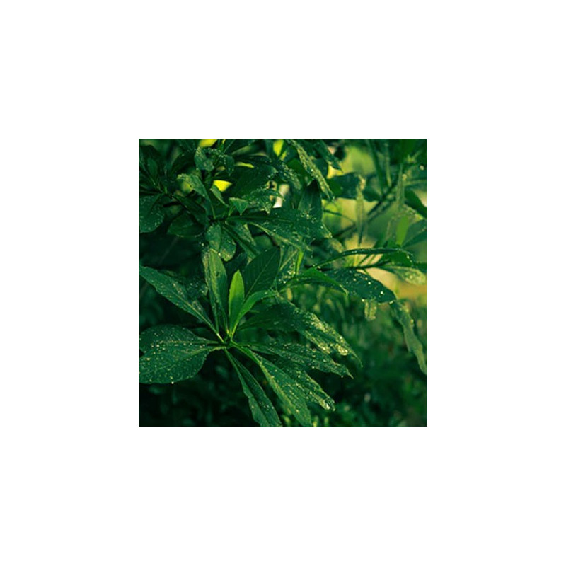 CM - Świeca Premium 230 gr. Tea and Lemongrass