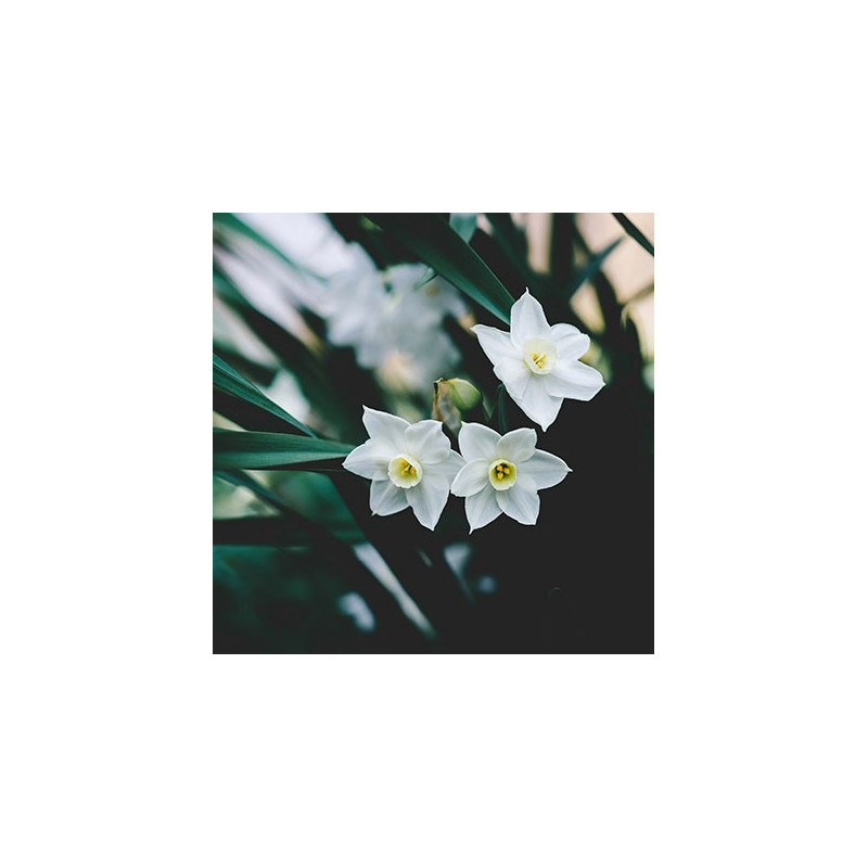 CM - Świeca XL 600 gr. Tuberose and Jasmine