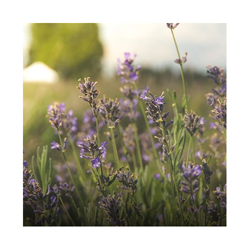 CM - Świeca Premium 230 gr. Provence Lavender